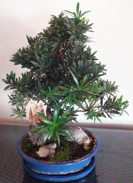 Bonsai_4d5bf89026426
