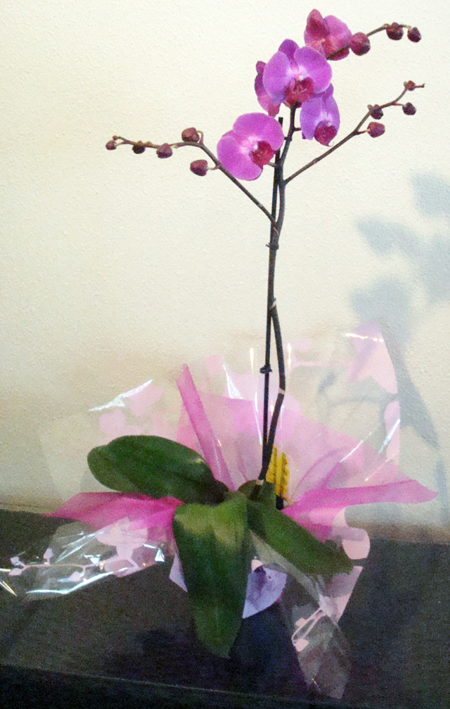 Orquidea_4d592429528a0