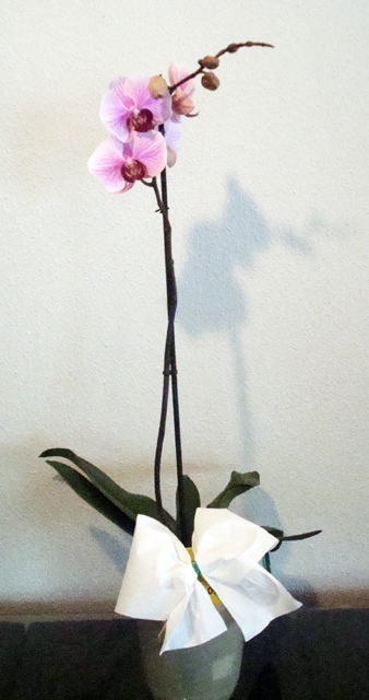 Orquidea_4d5bb6c405a3e