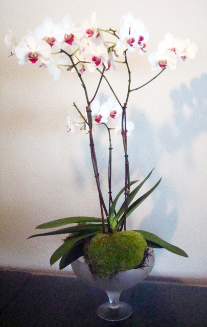 Orquidea_4d5bcf532778c