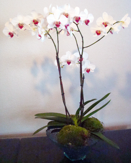 Orquidea_4d5be091e6431