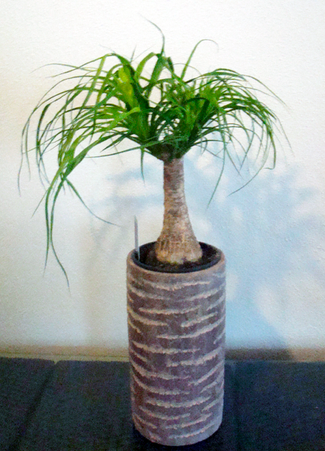 Planta_4d5c00af99a1c